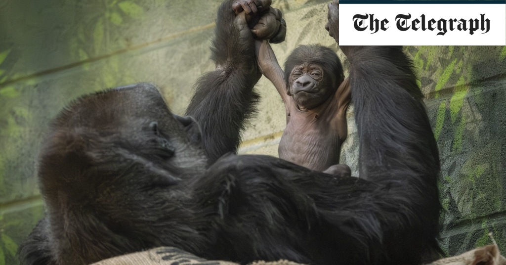 Critically endangered gorilla born at London Zoo