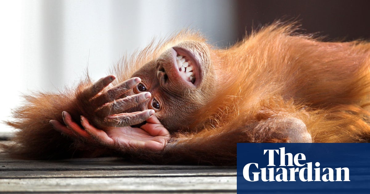 What apes can tell us about the origins of teasing | podcast | Science
