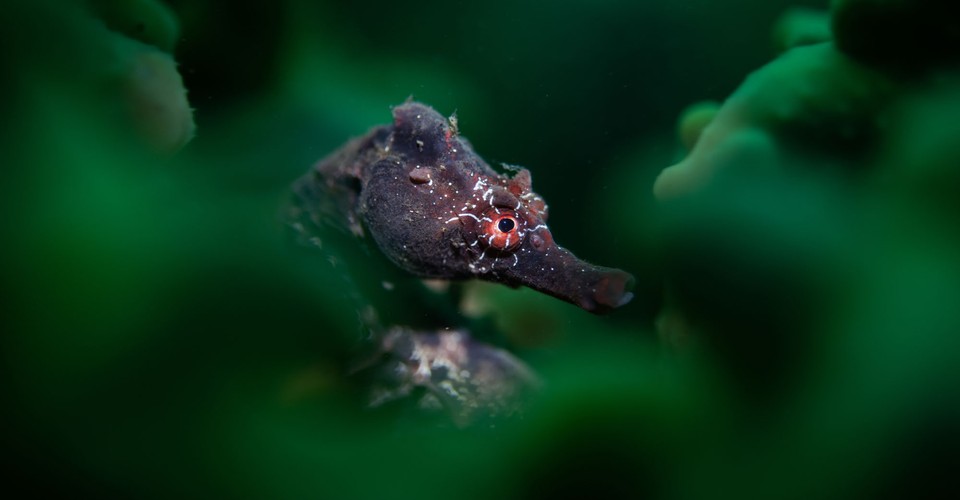 Winners of the 2024 Underwater Photographer of the Year Contest