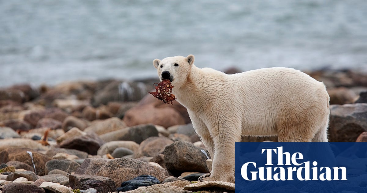 Polar bears risk starvation as they face longer ice-free periods in the Arctic | Canada