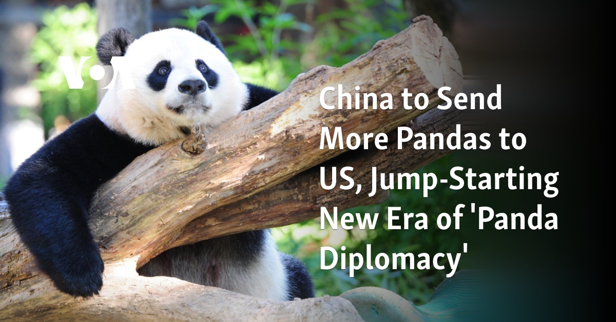 China to Send More Pandas to US, Jump-Starting New Era of ‘Panda Diplomacy’ 