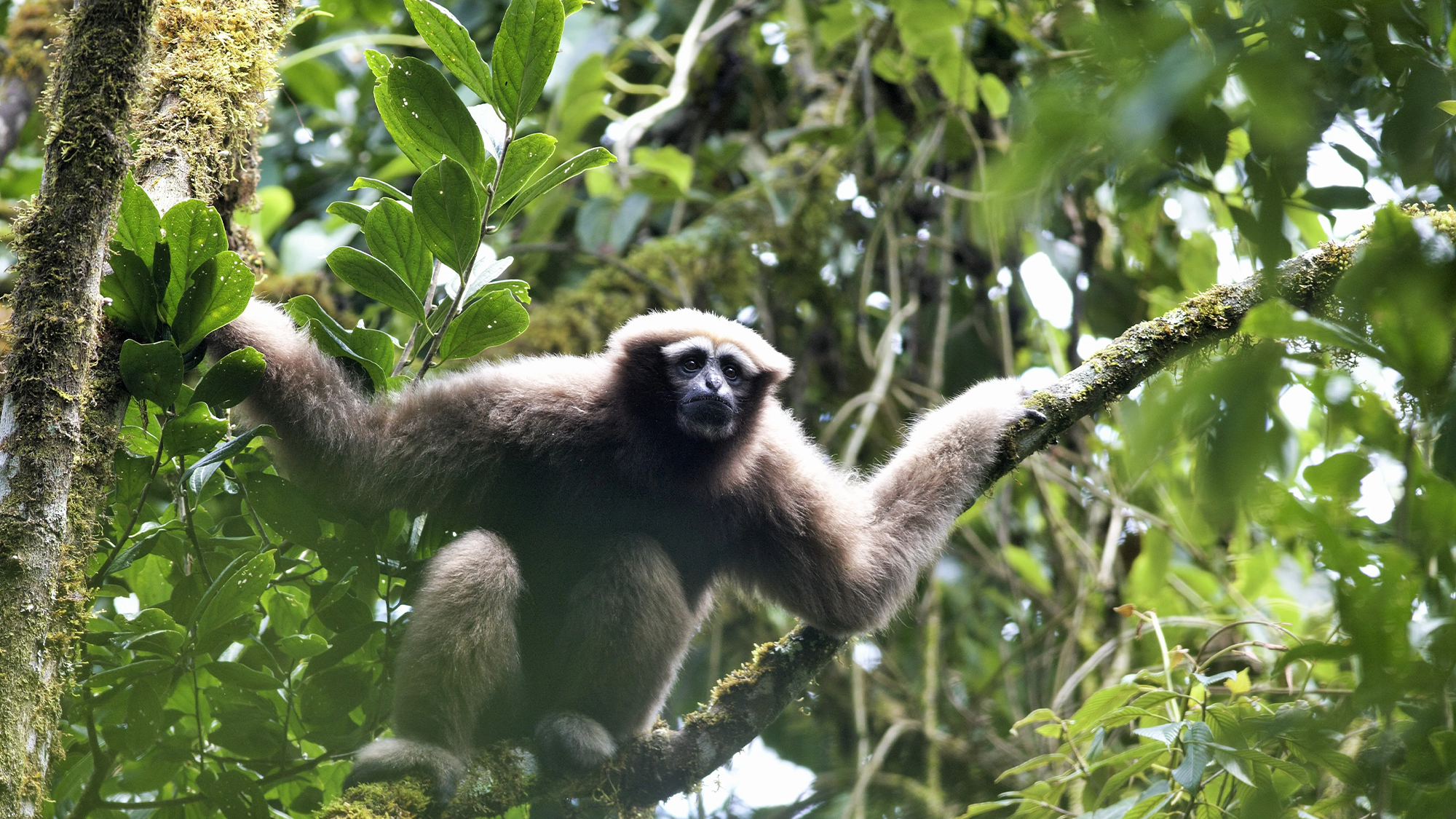 Scientists tracked the love songs of Skywalker gibbons to find them