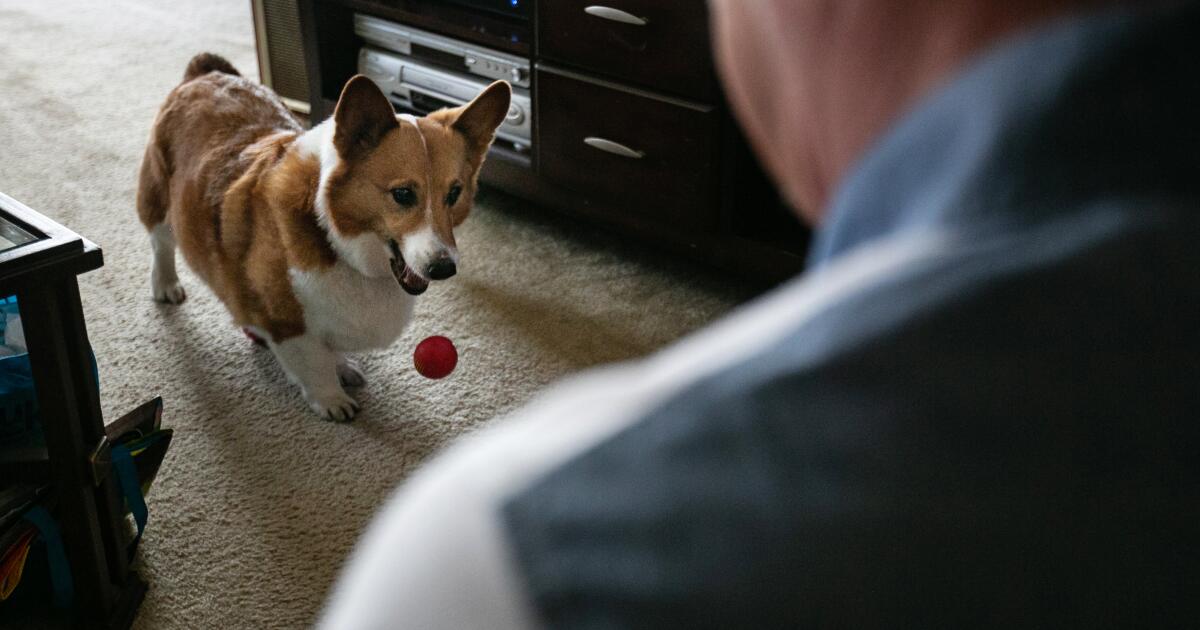 Opinion: Corgi’s love saved a homeless man. His friends’ love couldn’t