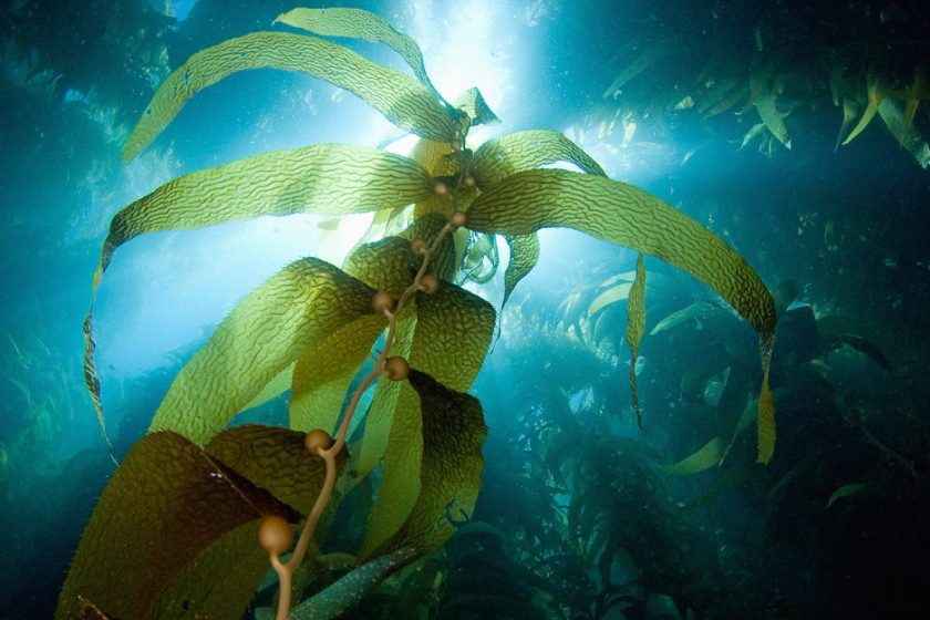Scientists Are Trying to Mine Seaweed